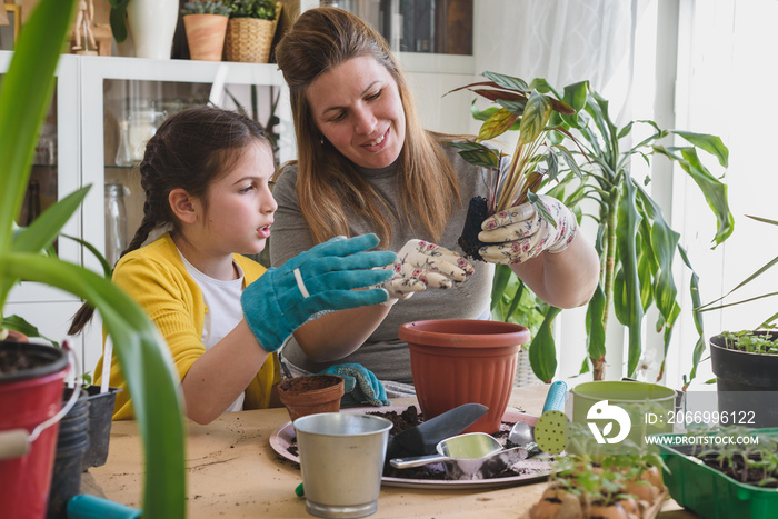 Mother and daughter repotting plants together at home garden. Spring gardening.