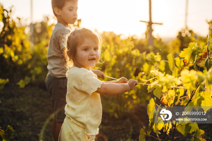 Two little kids traveling in the vine yard, enjoying panorama and relaxing in a beautiful sunny day. Happy family outdoors. Summer vacation fun. Little garden