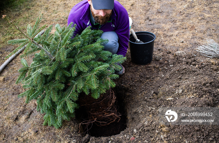 man planting fir tree in the back yard home gardening