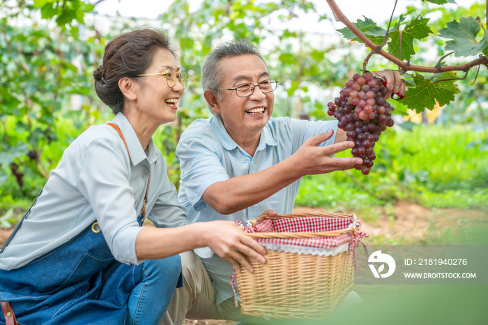 老年夫妻在果园采摘葡萄