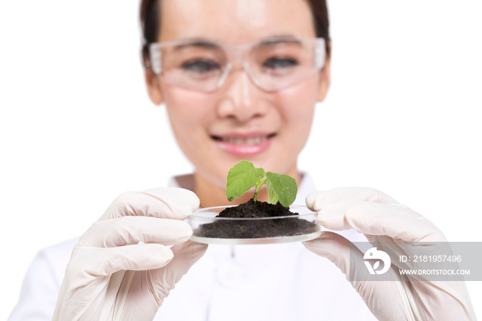 女科学家研究观察培养皿中的植物