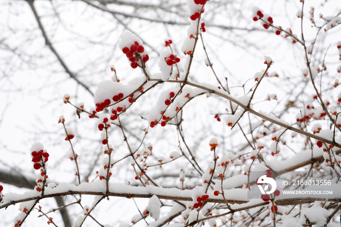 雪后的金银木