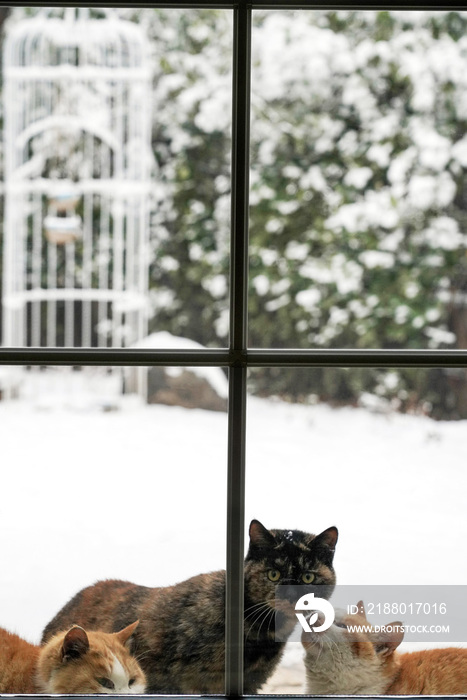 雪后私家庭院里的猫