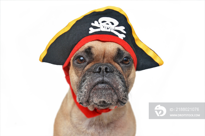 Portrait of funny fawn French Bulldog dog dressed up with pirate hat Halloween costume isolated on w