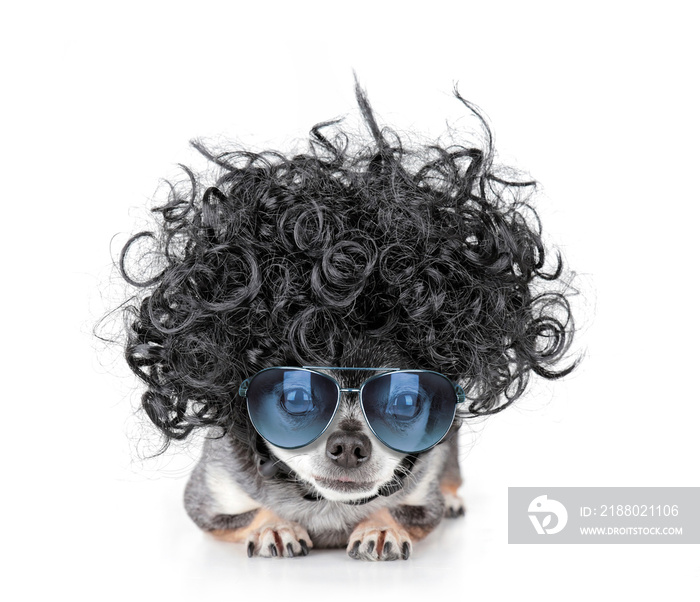 cute chihuahua with a curly wig and sunglasses on an isolated white background