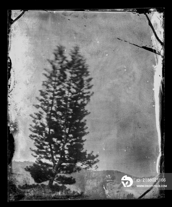 tintype wet plate collodion vintage photo of pine