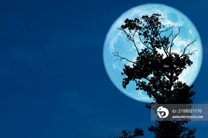 flower blue moon rise back silhouette tree on the night sky