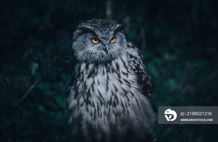 wild owl sitting in dark on wooden branch isolated on black with copy space