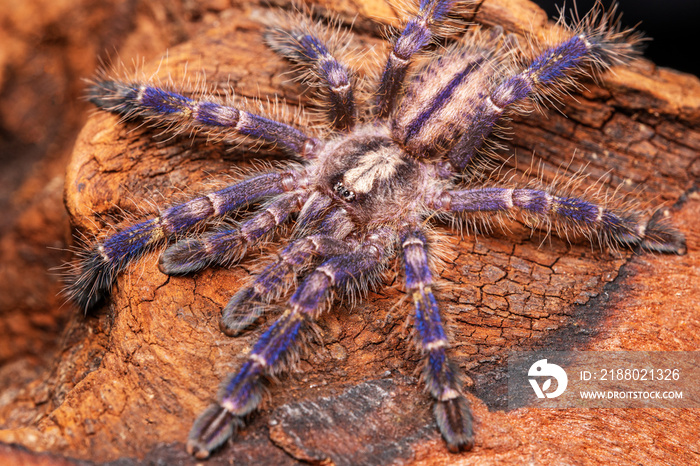 Blue spider  Poecilotheria metallica   crawling on old wood on isolated black background. Wildlife d