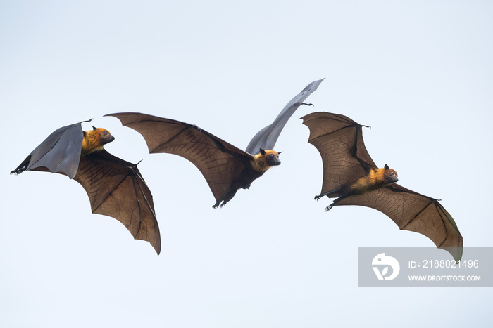 Flying bats on blue sky