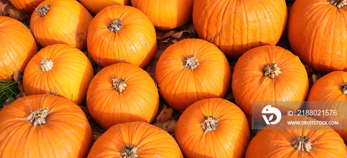 fresh pumpkins are lying in the straw