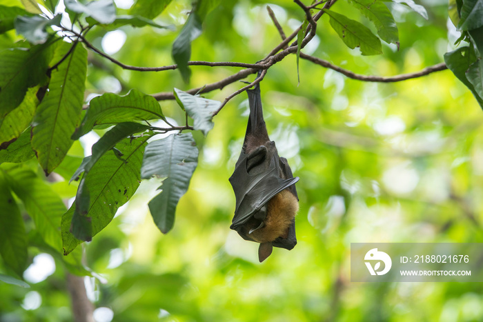Bats are sleeping by turning them upside down.