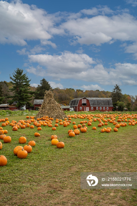 Pumpkins arranged on grass field in front of old red barn and corn stalks under blue cloudy sky for 