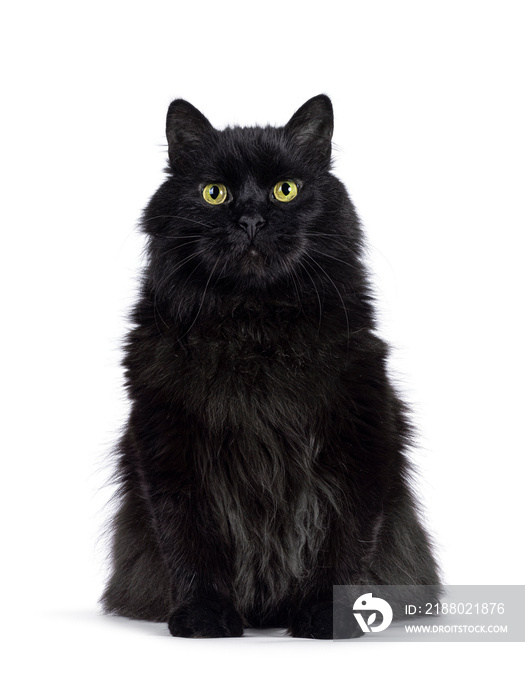 Impressive senior solid black Siberian cat, sitting up facing front. Looking towards camere with wis