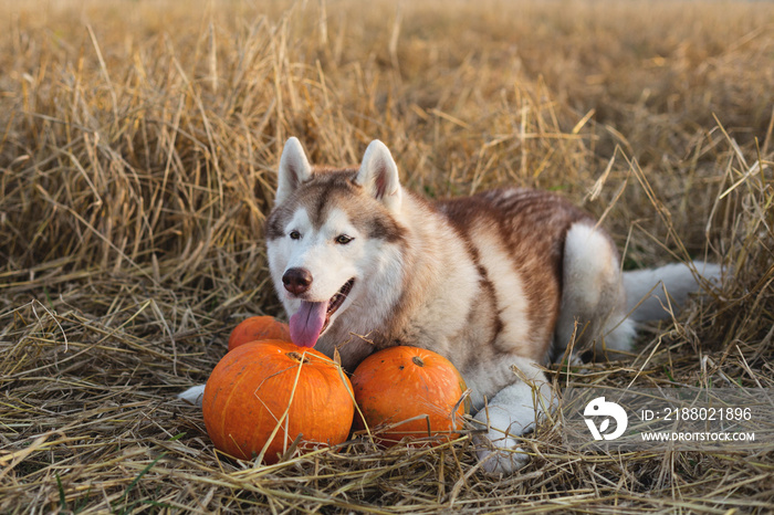 Portrait of happy dog breed siberian husky on the rye field background lying next to a pumpkin for H