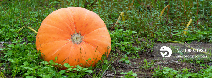 Big orange pumpkins growing in the garden. Halloween pumpkins in a vegetable garden on a farm, autum