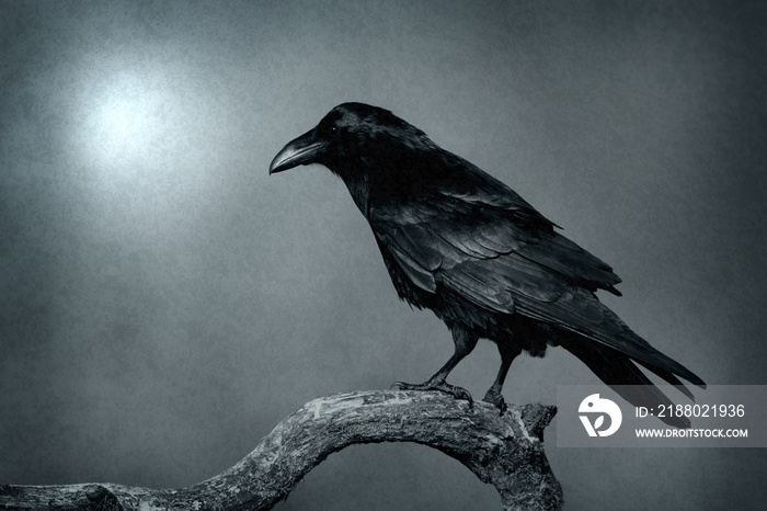 Bird Common Raven Corvus corax, dark style big black scary bird sitting on the branch, Helloween