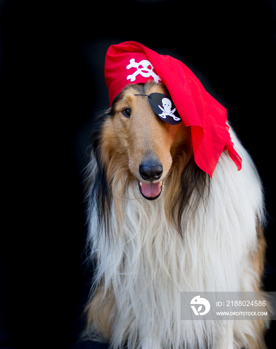 portrait of a golden collie dog dressed as a pirate