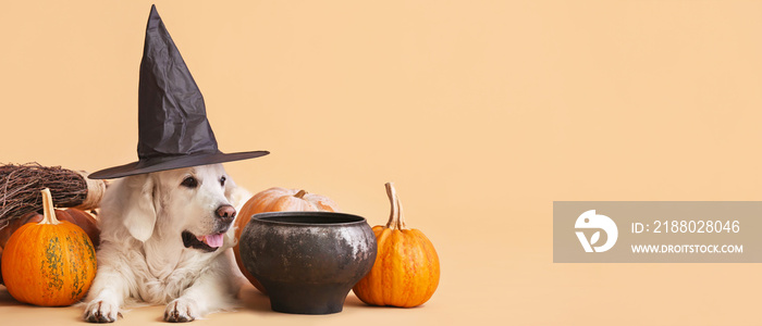 Cute Labrador dog in witchs hat, with cauldron and pumpkins on beige background with space for text