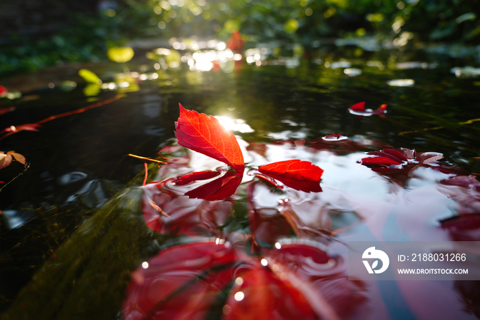 阳光下池塘中的红色爬山虎