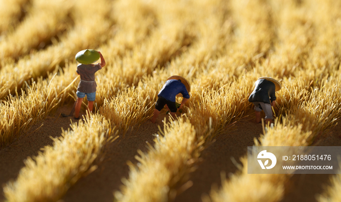 农民们收割麦子