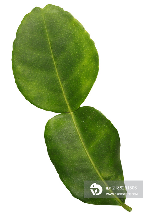 Bergamot leaf