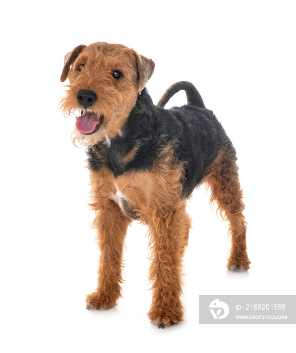 welsh terrier in studio