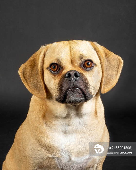 Portrait of young adorable puggle posing in studio