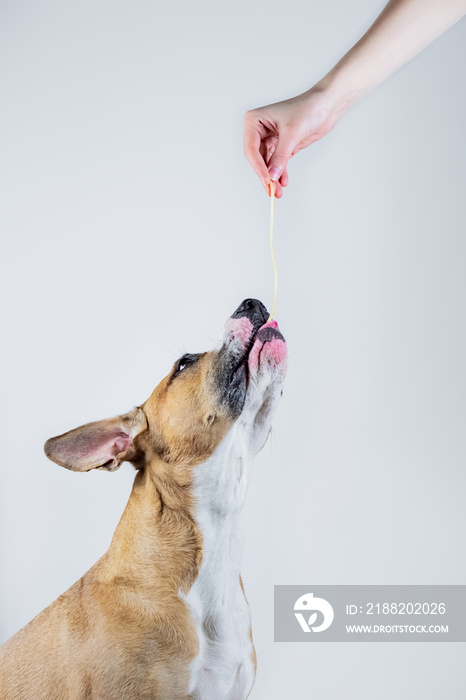 Dog takes spaghetti from a human. Giving human food (pasta) to a staffordshire terrier dog, studio shot