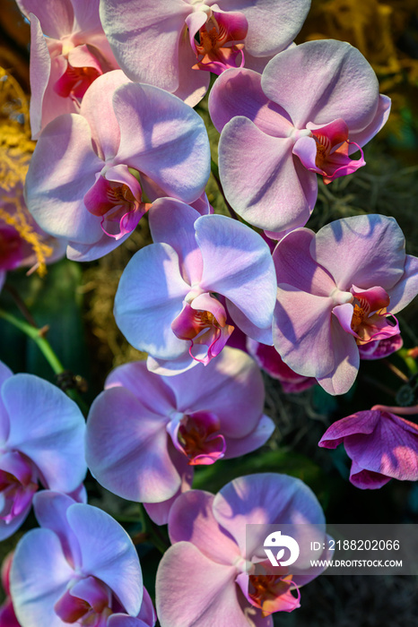 orchid in its natural environment, exotic plant, botanic gardens in singapore