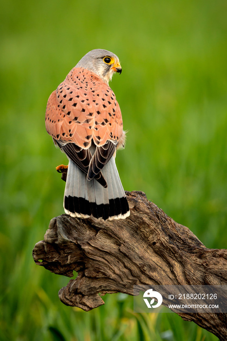 Beautiful profile of a kestrel in the nature