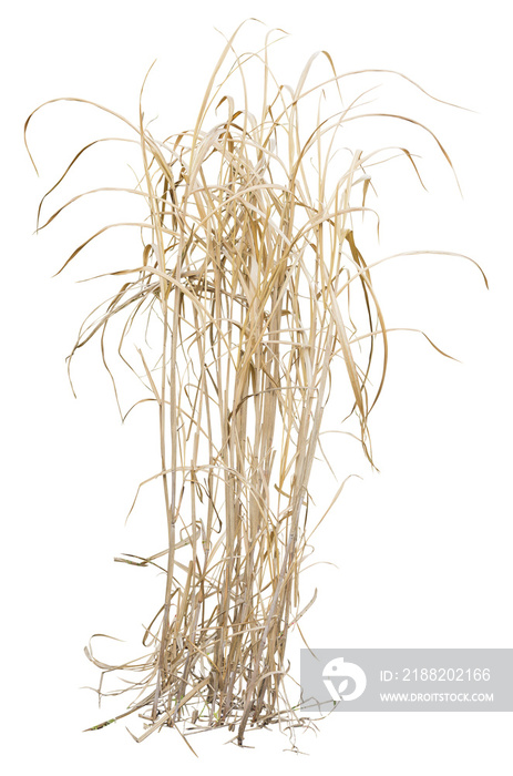 Isolated cutout PNG of dry reeds on a transparent background