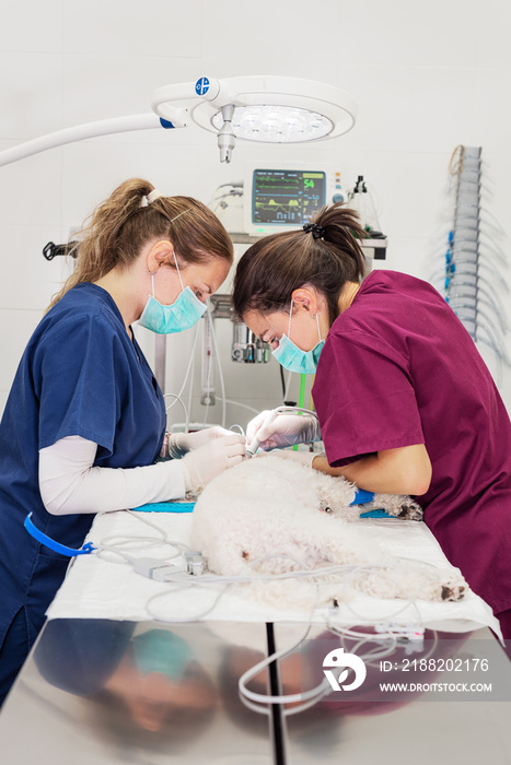 Woman veterinarian dentist doing procedure of professional teeth cleaning dog in a veterinary clinic. Anesthetized dog in operation table. Pet healthcare concept .