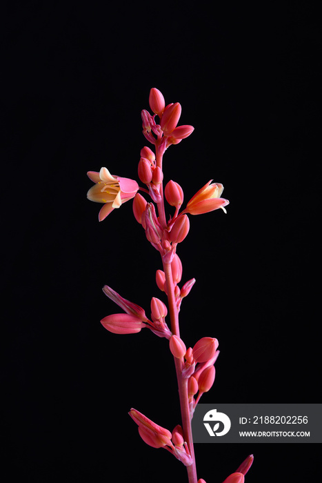 Closeup of the flowers of the Red Yucca, Hesperaloe parviflora