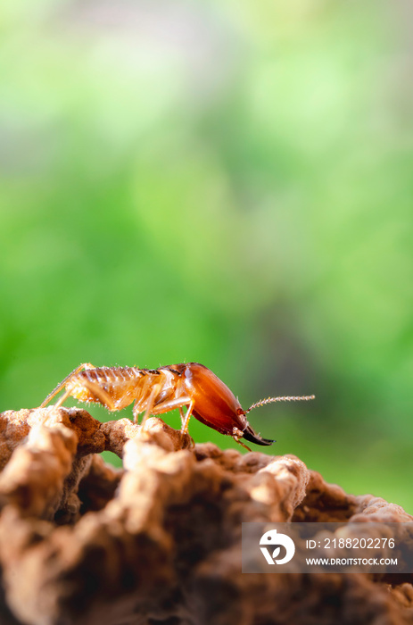 Close up or macro Soldier termites on Termite mound Blurred background, Macro termes gilvus