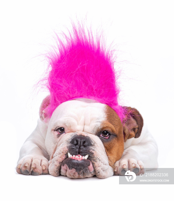 bulldog on an isolated background with a troll wig on