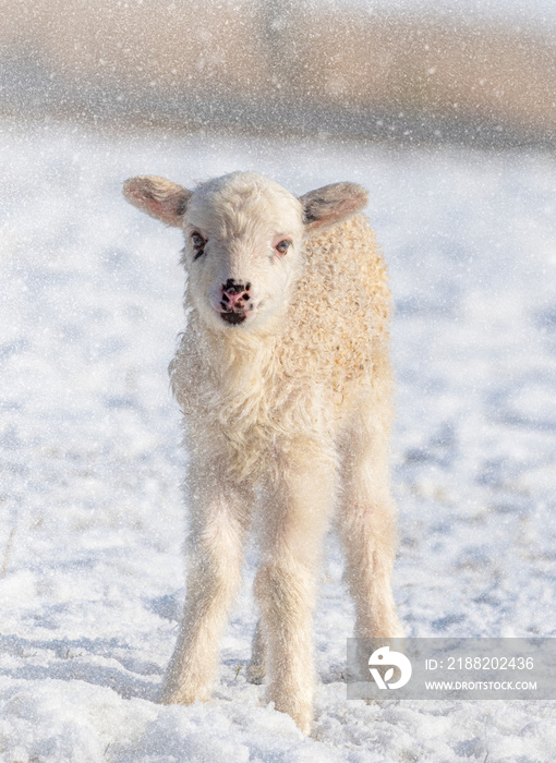 cute newborn lamb on a farm - winter