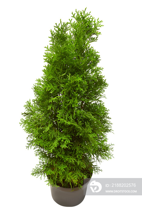 Thuja occidentalis spiralis in pot isolated on white background. Coniferous trees. Flat lay, top view. Advertising and packaging flower and garden business