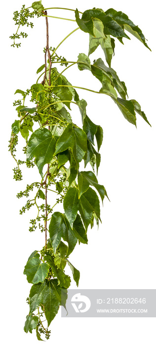 green leaves of a vine branch isolated on transparent background - png - image compositing footage - alpha channel