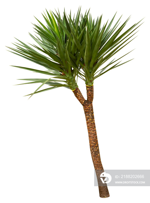 Isolated cutout PNG of a yucca on a transparent background