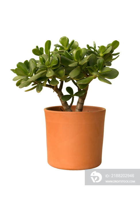 Cut out jade tree plant in a pot, home decoration isolated