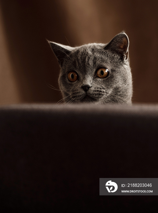 cheerful kitten of Scottish breed and gray color plays on a chair. funny pet. the cat is playing at home. scottish cat portrait