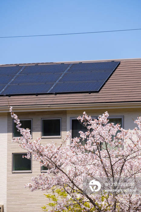 桜の花とソーラーパネルのある家　太陽光　発電　エコシステム