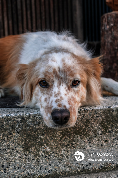 Collie Mix