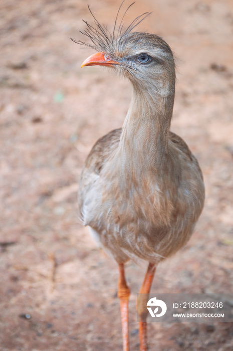 Seriema bird at Iguassu Falls