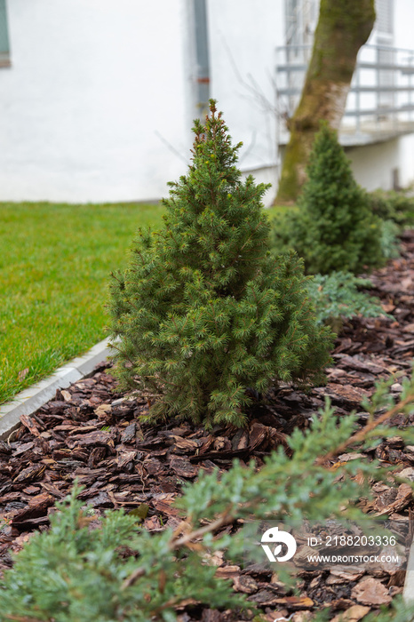 Canadian spruce conic, beautiful green tree close-up. Use of Canadian spruce conic in ornamental landscaping. Picea glauca Conica dwarf decorative coniferous evergreen tree.