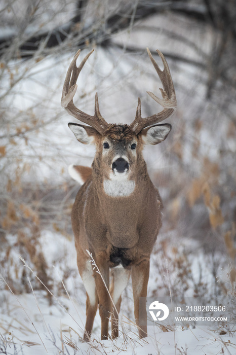 Big Buck in Snow