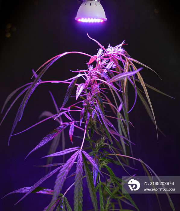 Plant sapling cannabis growing in pot with LED grow light