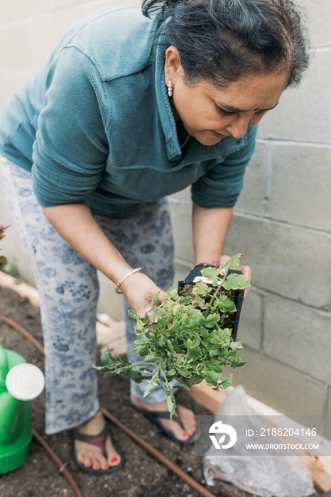 South Asian woman gardening in backyard