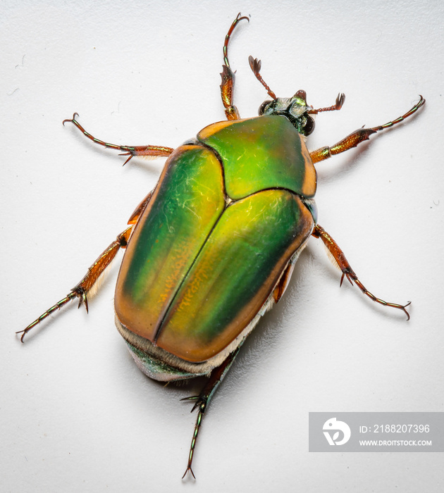 Junebug aka June Beetle